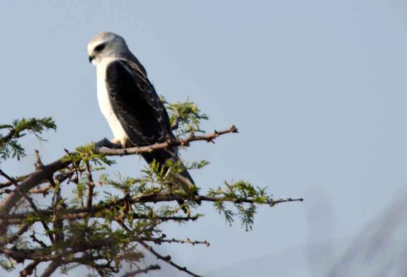 Dickinson's Kestrel - parque nacional de Etosha - Namibia 2.jpg